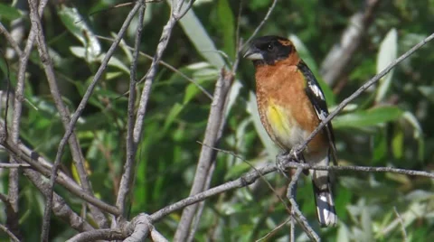Black-headed Grosbeak 2 Video stock 8507206