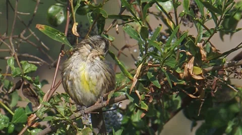 Black-headed Grosbeak 2 Video stock 8550482