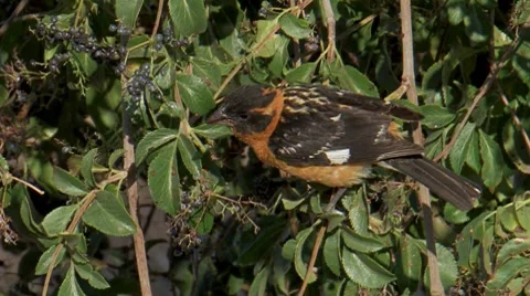 Black-headed Grosbeak 3 Stock Footage 8550462