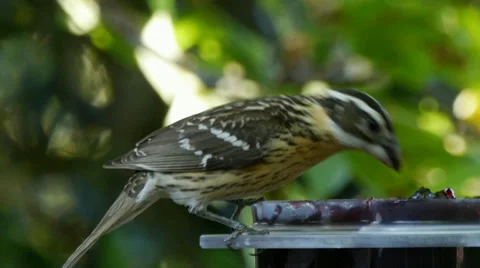 Black-headed Grosbeak Stock Footage 35194158