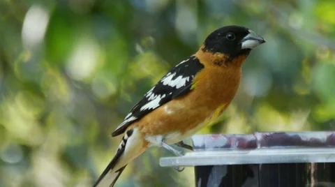 Black-headed Grosbeak Stock Footage 35194179