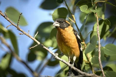 Black headed grosbeak perched in a tree. Stock Photos