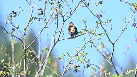 Black-headed Grosbeak singing Stock Footage 154613785