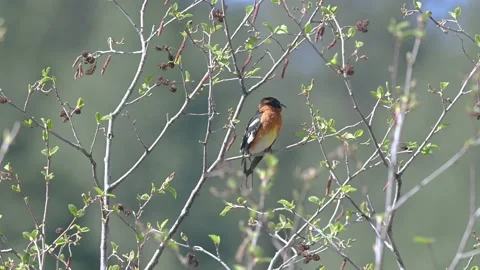 Black-headed Grosbeak singing while perching Stock Footage 154614035