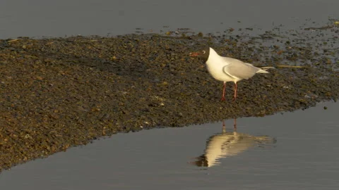Black headed gull 2 Chroicocephalus ridbundus adult displaying Stock Footage 148504392