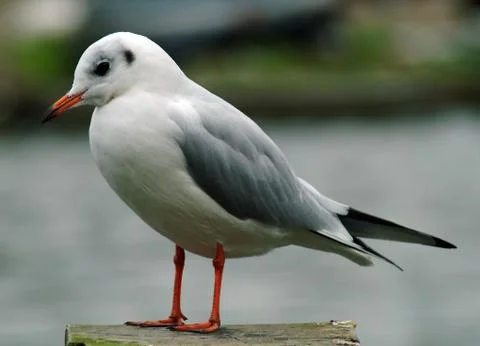 Black Headed Gull 2 Stock Photos