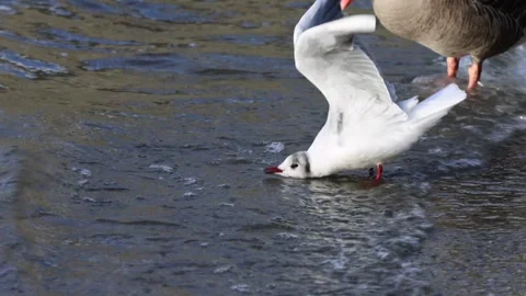 Black Headed Gull 3 Stock Footage 263331458