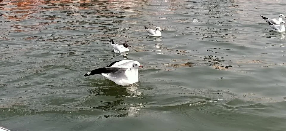 Black headed gull also called as Chroicocephalus ridibundus in triveni sungam Stock Photos