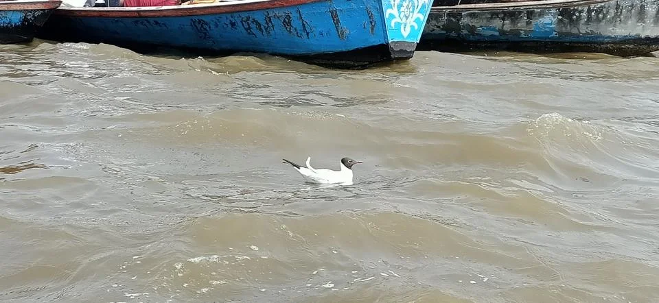 Black headed gull also called as Chroicocephalus ridibundus in triveni sungam Stock Photos