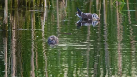 Black-headed Gull and Juvenile Coot on the Ros River, Ukraine Stock Footage 326381704