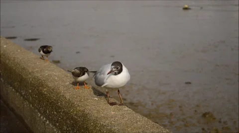 Black-headed gull and two turnstone Stock Footage 61172706