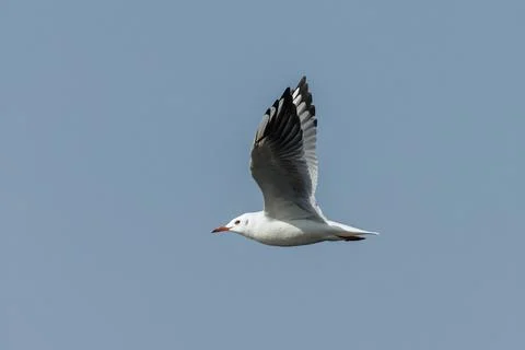 Black-headed Gull bird Stock Photos