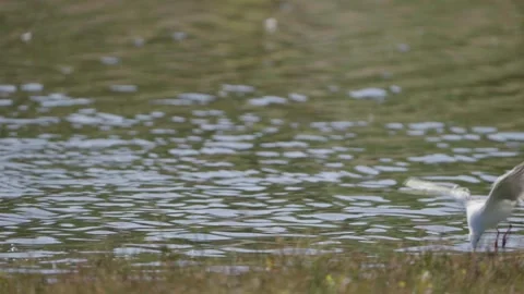 Black-headed Gull captured in slow motion flying and diving into water Stock Footage 252813921