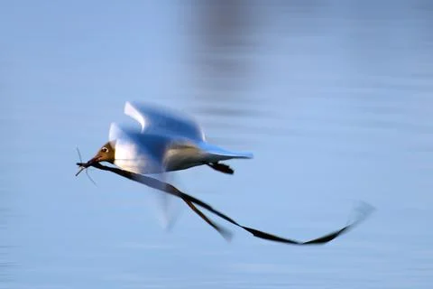 Black-headed gull carrying nesting material Stock Photos