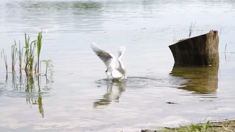 Black-headed gull catching fish and flying away. Adult summer plumage. Europe Video stock 111966279