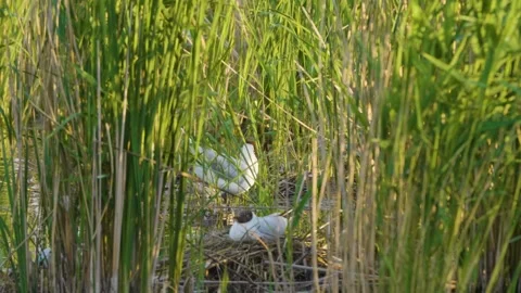 Black-headed gull chick in a nest among green reeds on the Ros River, Ukraine Stock Footage 326273656