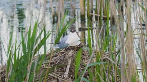 Black-headed Gull (Chroicocephalus ridibundus) on Nest in Reeds on Ros River, Uk Stock Footage 326311153