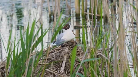 Black-headed Gull (Chroicocephalus ridibundus) Nests on the Ros River, Ukraine Stock Footage 326311427