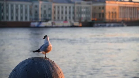 Black-headed gull in city Stock Footage 218092791
