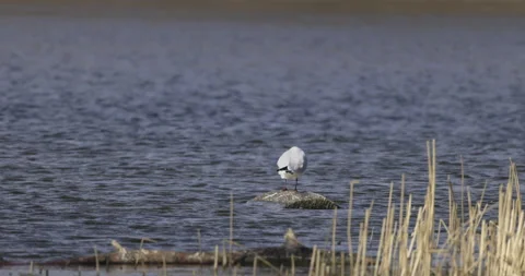 Black-headed gull cleans feathers, 4K slomo Stock Footage 194035495