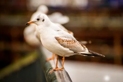 Black-headed gull, closeup. Stock Photos