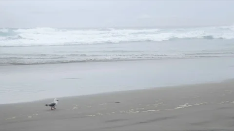 Black-headed Gull coming out of the water at the beach, Sandfly Bay, New Zealand Stock Footage 125456673