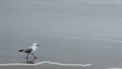 Black-headed Gull coming out of the water at the beach, Sandfly Bay, New Zealand 動画素材 125456715