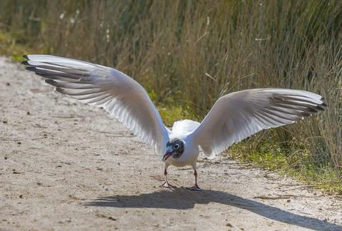 Black-headed gull display while taking off Foto stock