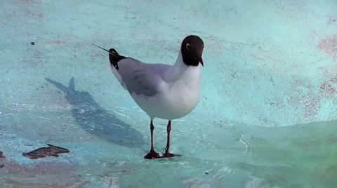 Black-headed Gull drinking water Vídeo Stock 49525052