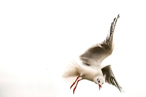 Black headed gull during a flight. Stock Photos