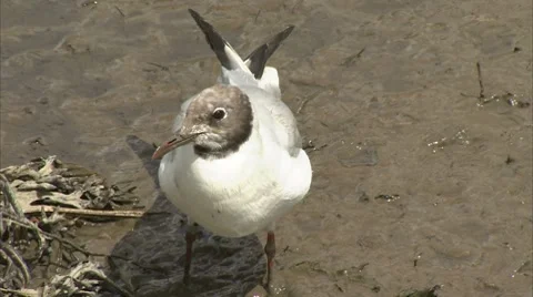 Black Headed Gull Feeding Video stock 8793928