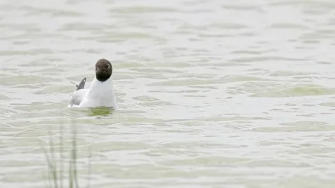 Black-headed gull feeding her chicks in coastal marshlands. 库存影片 244548983