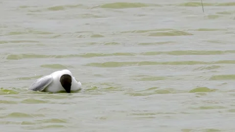 Black-headed gull feeding her chicks in coastal marshlands. Stockbeeldmateriaal 244549011