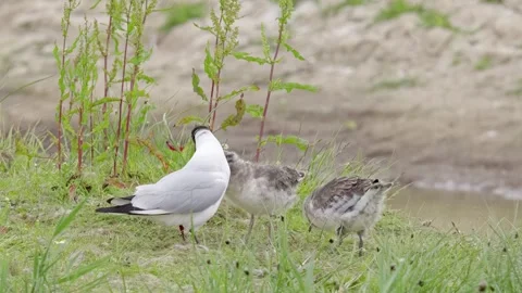 Black-headed gull feeding her chicks in coastal marshlands. Видео 244549548