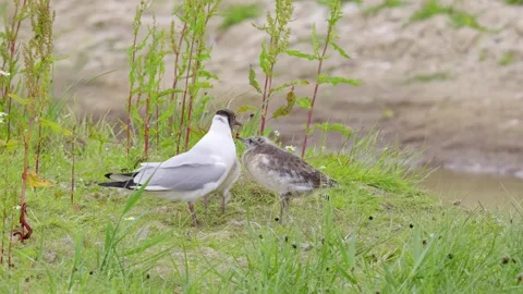 Black-headed gull feeding her chicks in coastal marshlands. Stock Footage 244549568