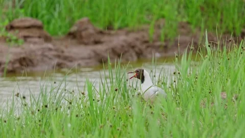 Black-headed gull feeding her chicks in coastal marshlands. 動画素材 244549638