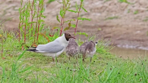 Black-headed gull feeding her chicks in coastal marshlands. Vídeos de archivo 244549650