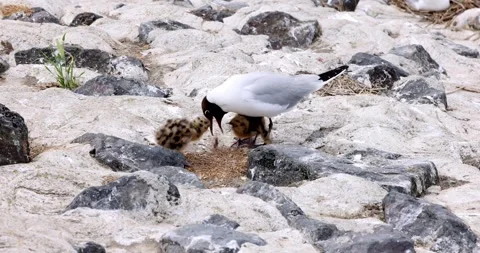 Black headed gull feeds her chicken Stock Footage 276698430