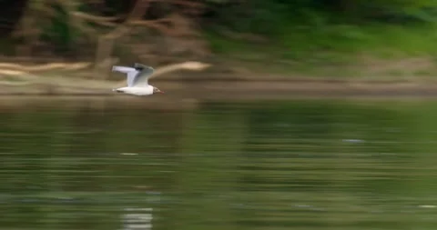 Black-headed gull flies over river Tisza in Serbia Stock Footage 268988688