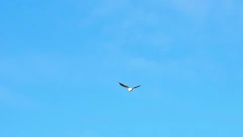 A Black-headed Gull Flies at Sunset, Slow Motion Stock Footage 156510496