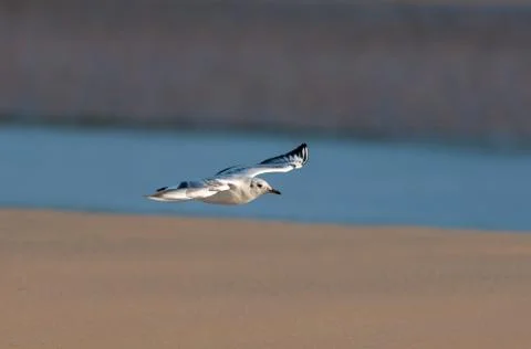 A black-headed gull in flight on the beach Stock Photos
