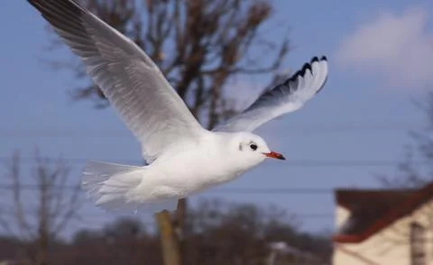 Black-headed gull in flight in cold winter in city Foto stock