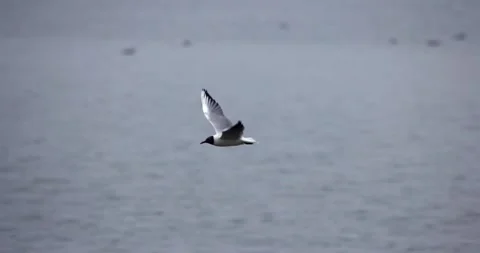 Black-Headed Gull in Flight Over a Calm Lake Stock Footage 305701464