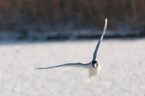 Black-headed gull in flight 스톡 사진