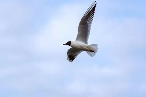 Black-headed gull in flight Foto stock