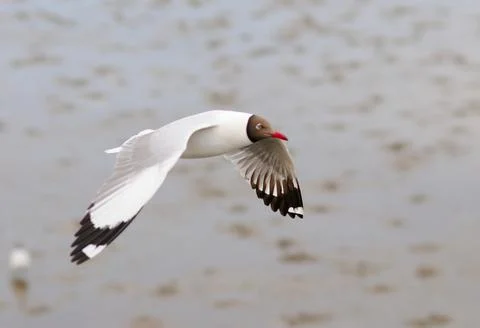 A Black-headed Gull in Flight Stock Photos