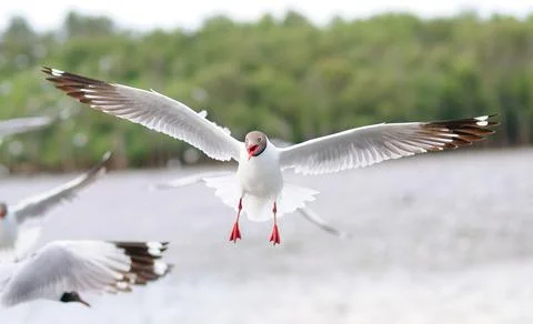 A Black-headed Gull in Flight Stock Photos