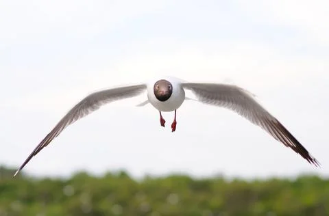 A Black-headed Gull in Flight Stock Photos