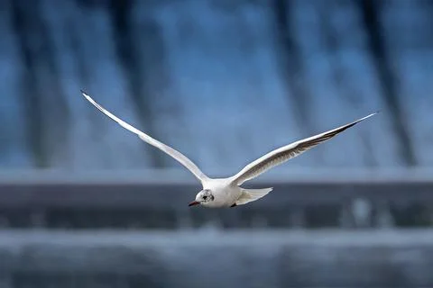 Black headed gull in flight Stock Photos