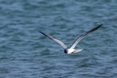 Black headed gull in flight Stock Photos